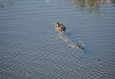Começando uma aventura pelo Pantanal