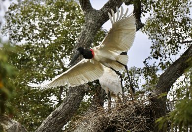 Algumas aves do Pantanal