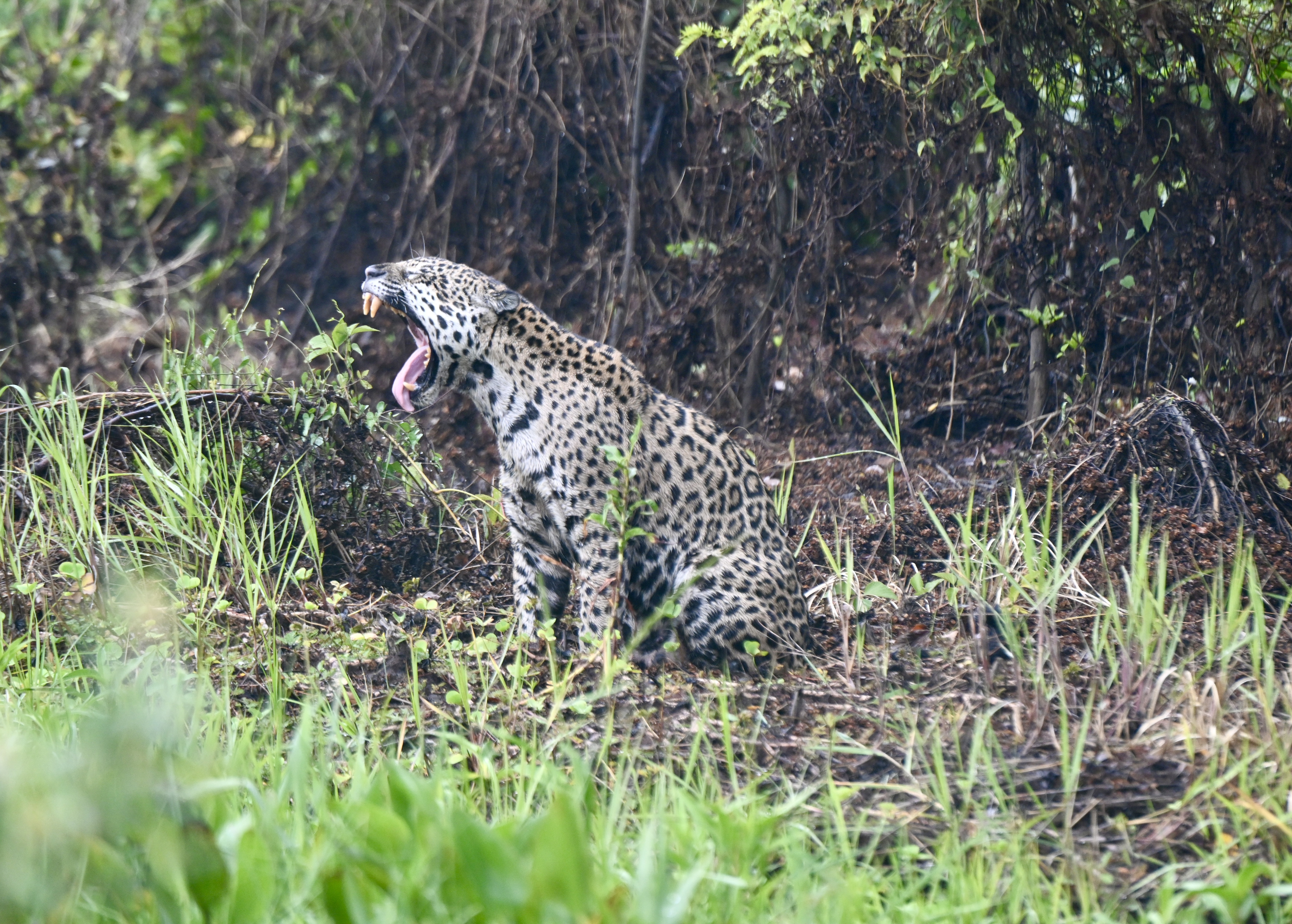Onças no Pantanal
