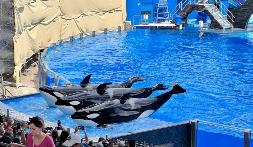 O polêmico Parque Sea Wolrd