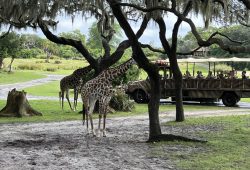 Animal Kingdom, o maior parque do complexo Disney