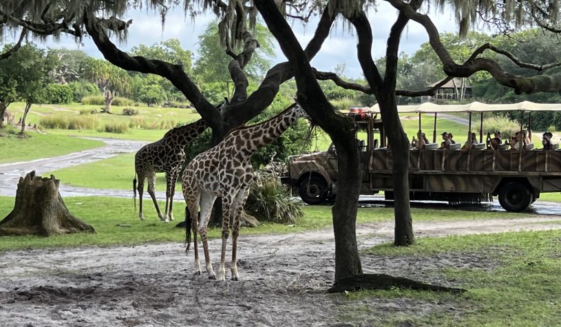 Animal Kingdom, o maior parque do complexo Disney