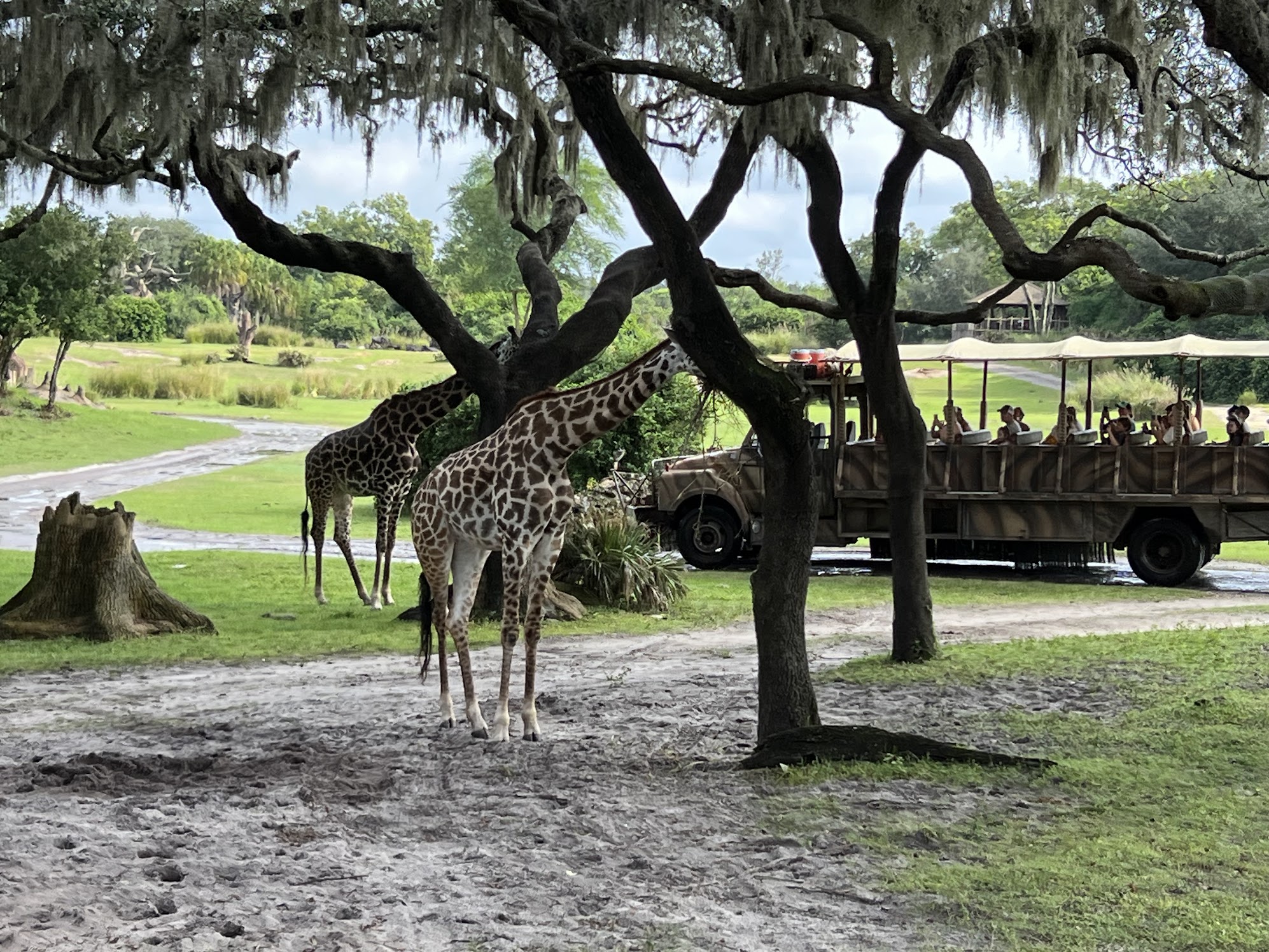 Animal Kingdom, o maior parque do complexo Disney