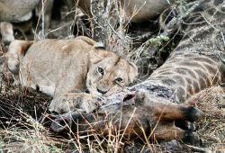 Safari na Reserva Privativa Kapama