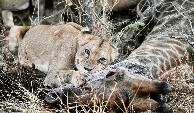 Safari na Reserva Privativa Kapama