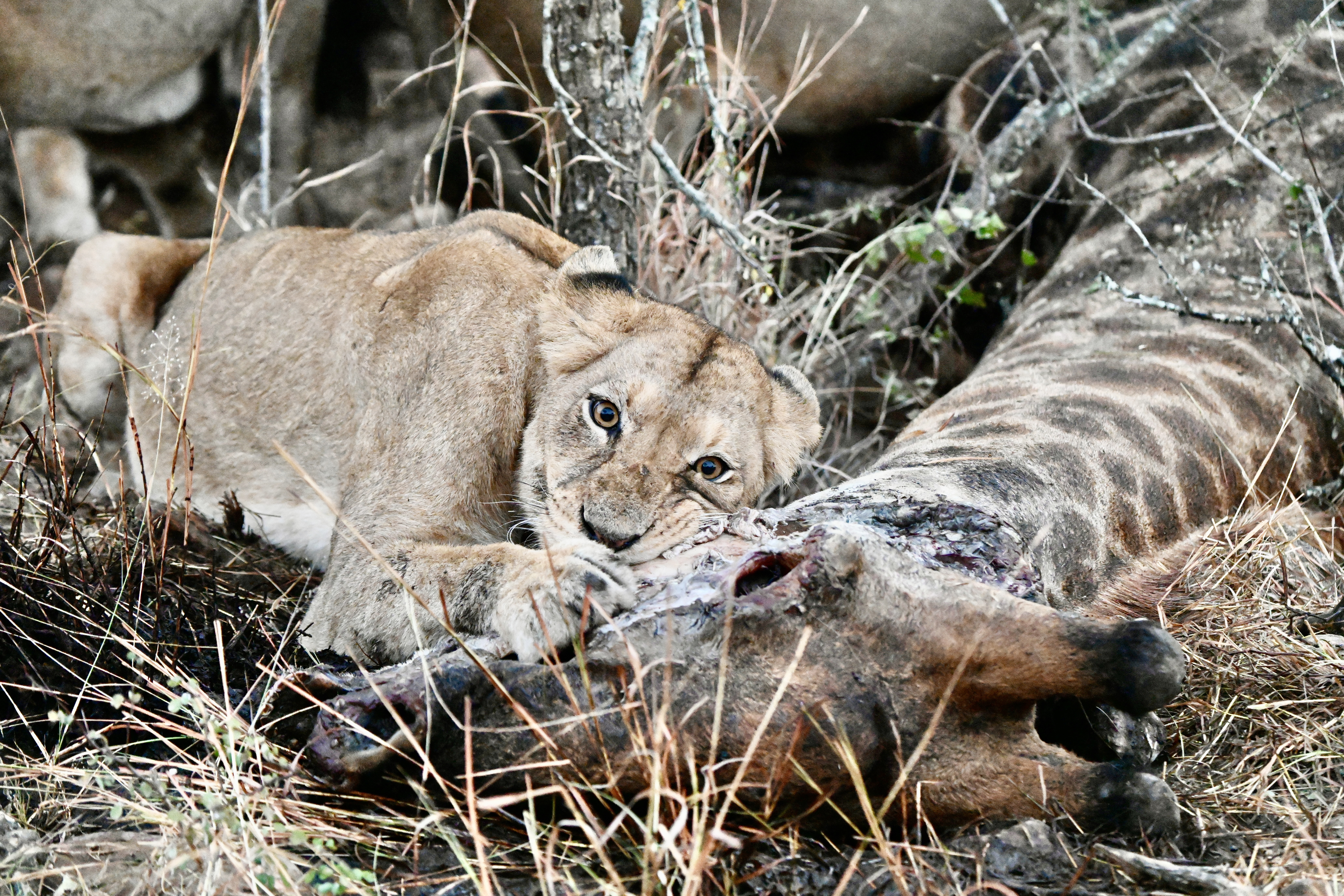 Safari na Reserva Privativa Kapama