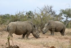 Os rinocerontes do Kapama