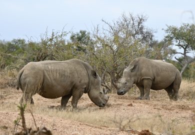 Os rinocerontes do Kapama