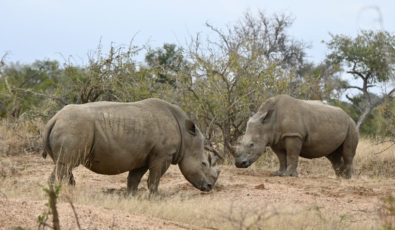 Os rinocerontes do Kapama