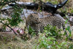 Um safari na Reserva Privada Sabi Sand