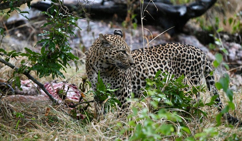Um safari na Reserva Privada Sabi Sand