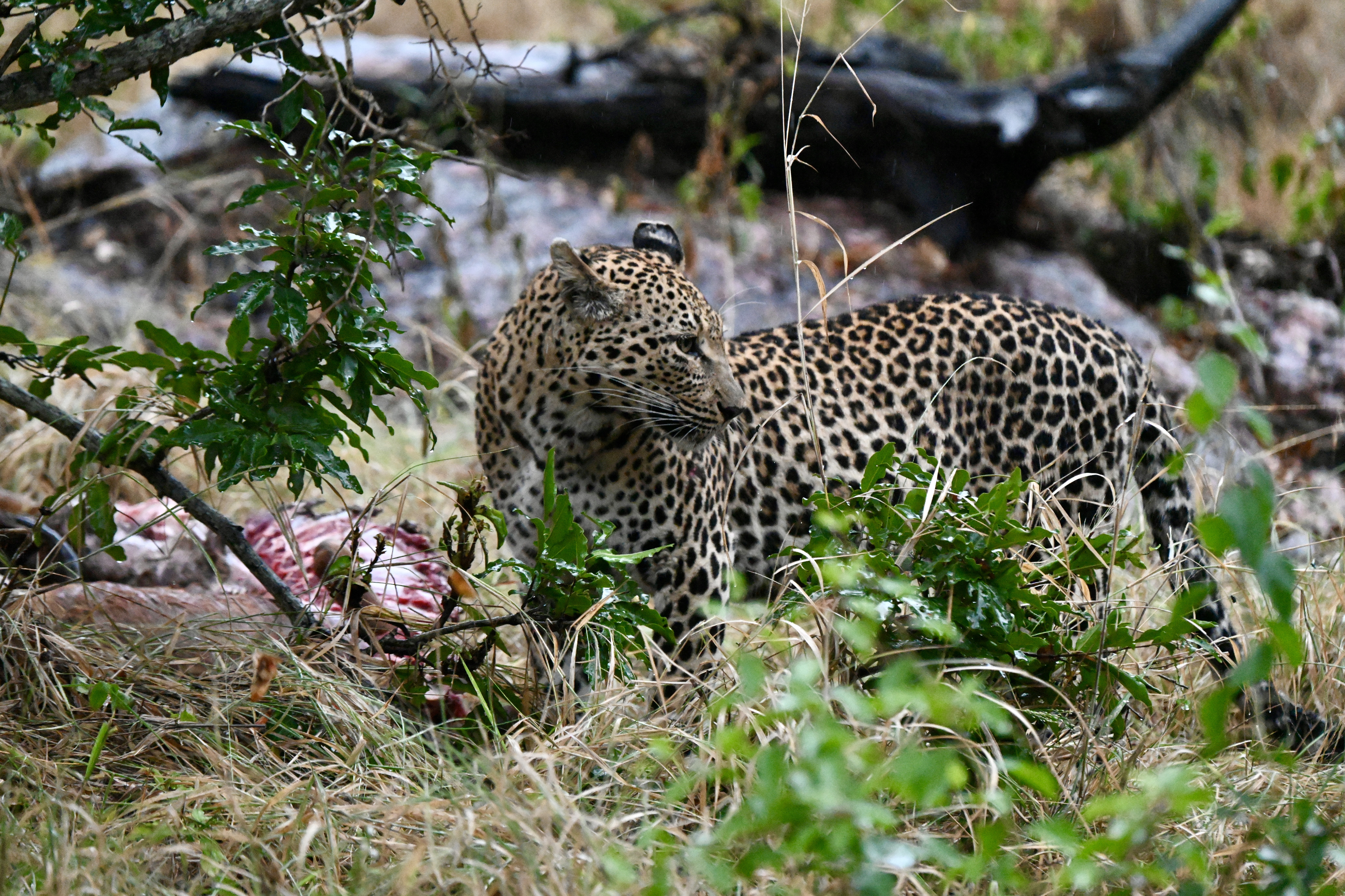 Um safari na Reserva Privada Sabi Sand