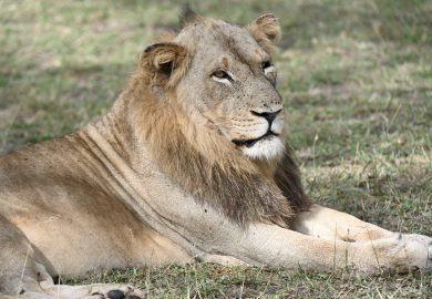 Um Safari a pé na África do Sul