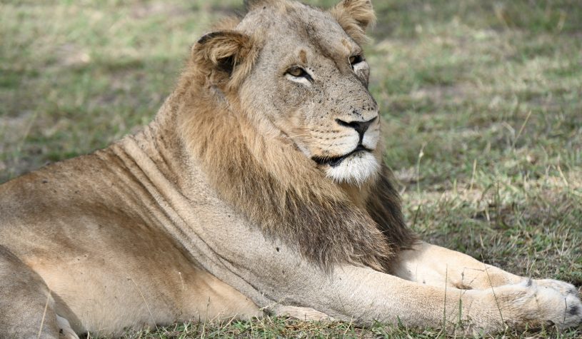 Um Safari a pé na África do Sul