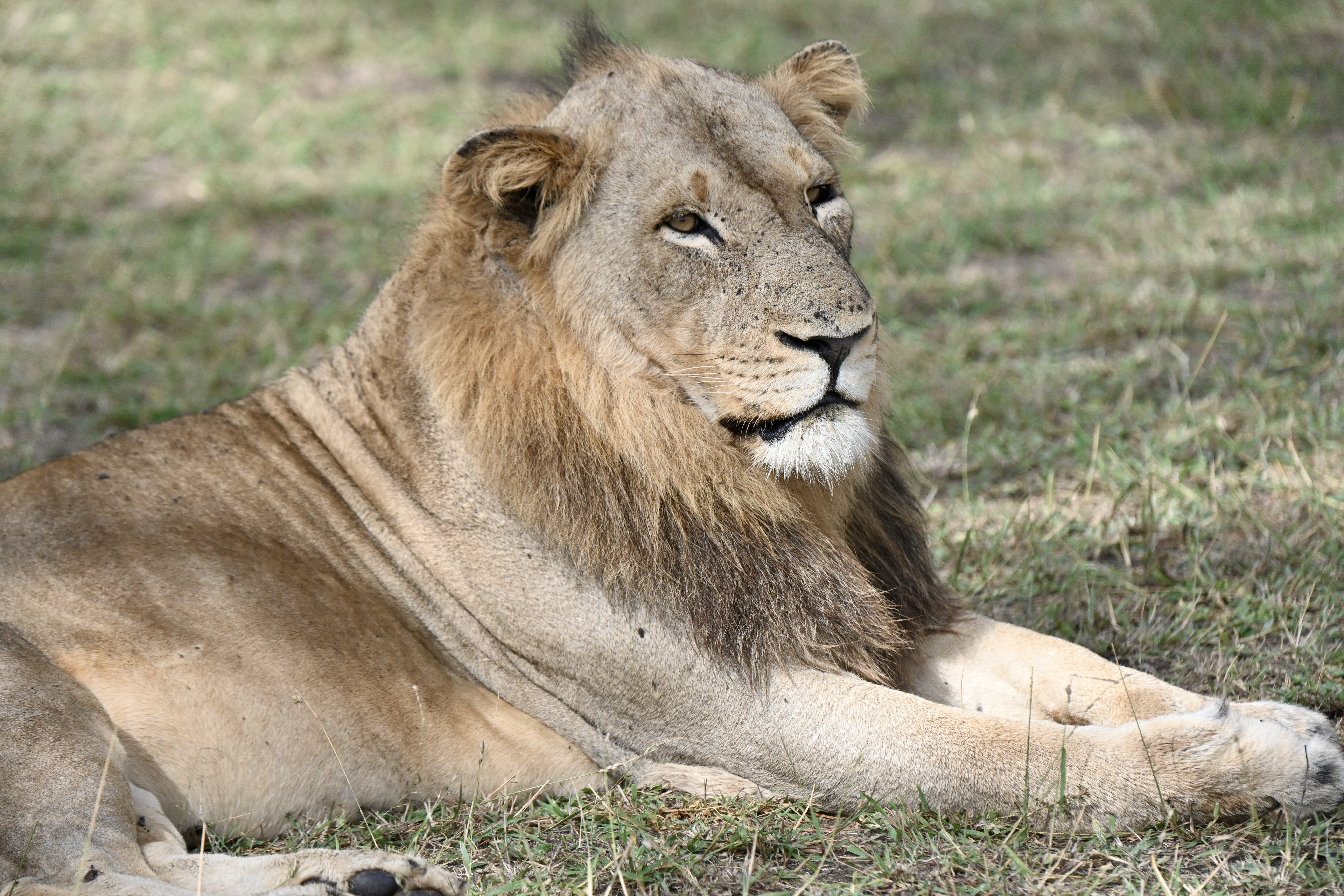 Um Safari a pé na África do Sul