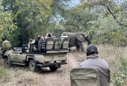 Encurralados entre elefantes