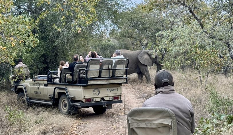 Encurralados entre elefantes