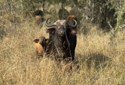 Último safari na África do Sul