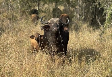 Último safari na África do Sul