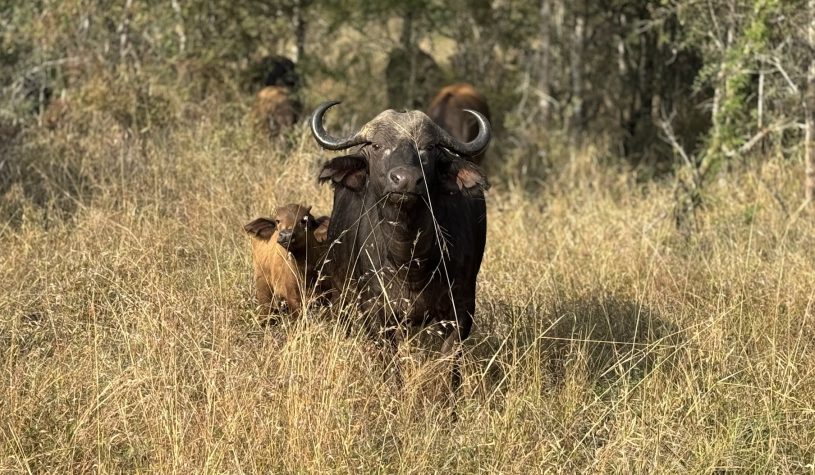 Último safari na África do Sul