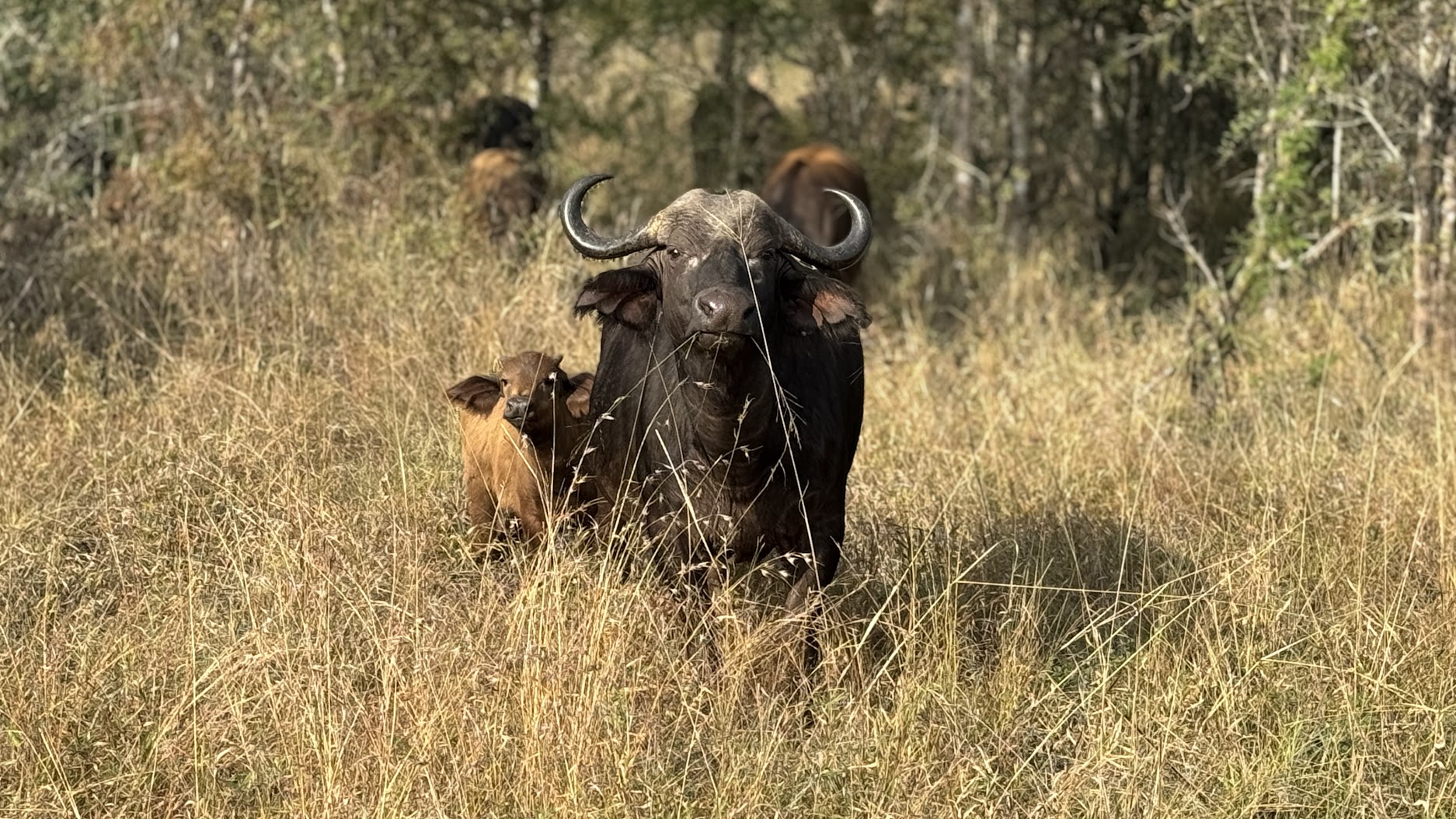 Último safari na África do Sul