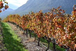 Degustando vinhos em Franshhoek
