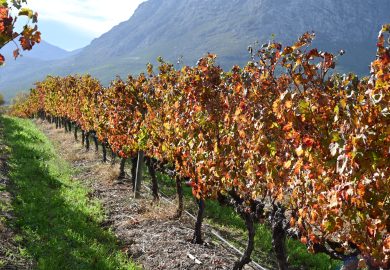 Degustando vinhos em Franshhoek