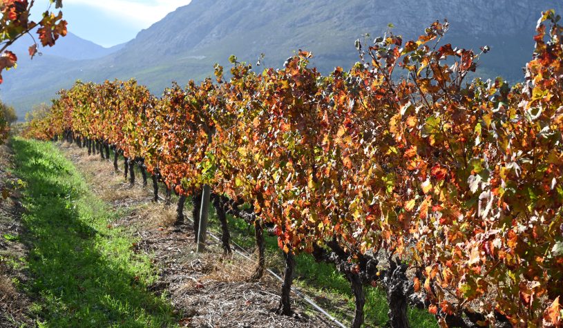 Degustando vinhos em Franshhoek