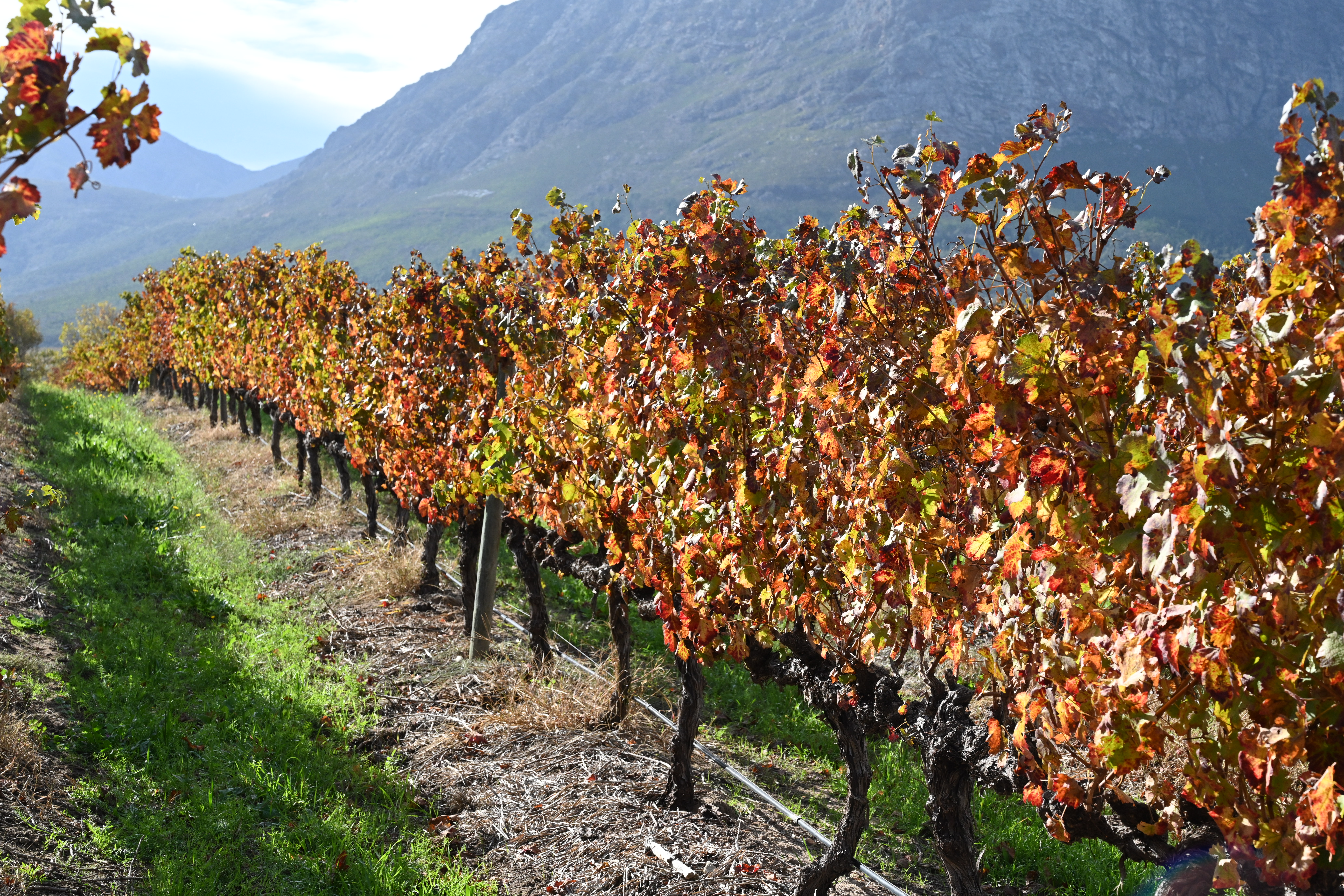 Degustando vinhos em Franshhoek
