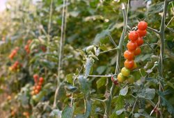 As Greenhouses da Islândia