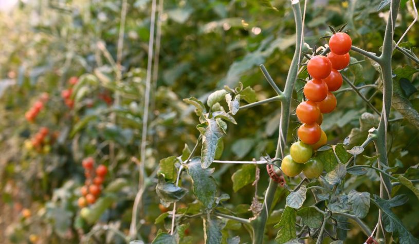 As Greenhouses da Islândia