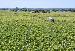 Saint-Émilion: Vinhos, Religião e Tradições Medievais