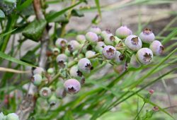Morangos, amoras e cerejas na Chapada Diamantina