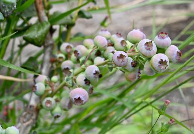 Morangos, amoras e cerejas na Chapada Diamantina