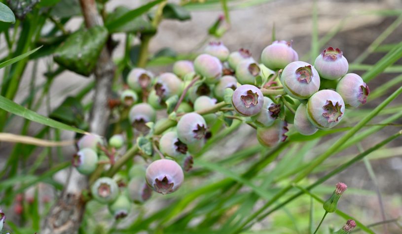 Morangos, amoras e cerejas na Chapada Diamantina