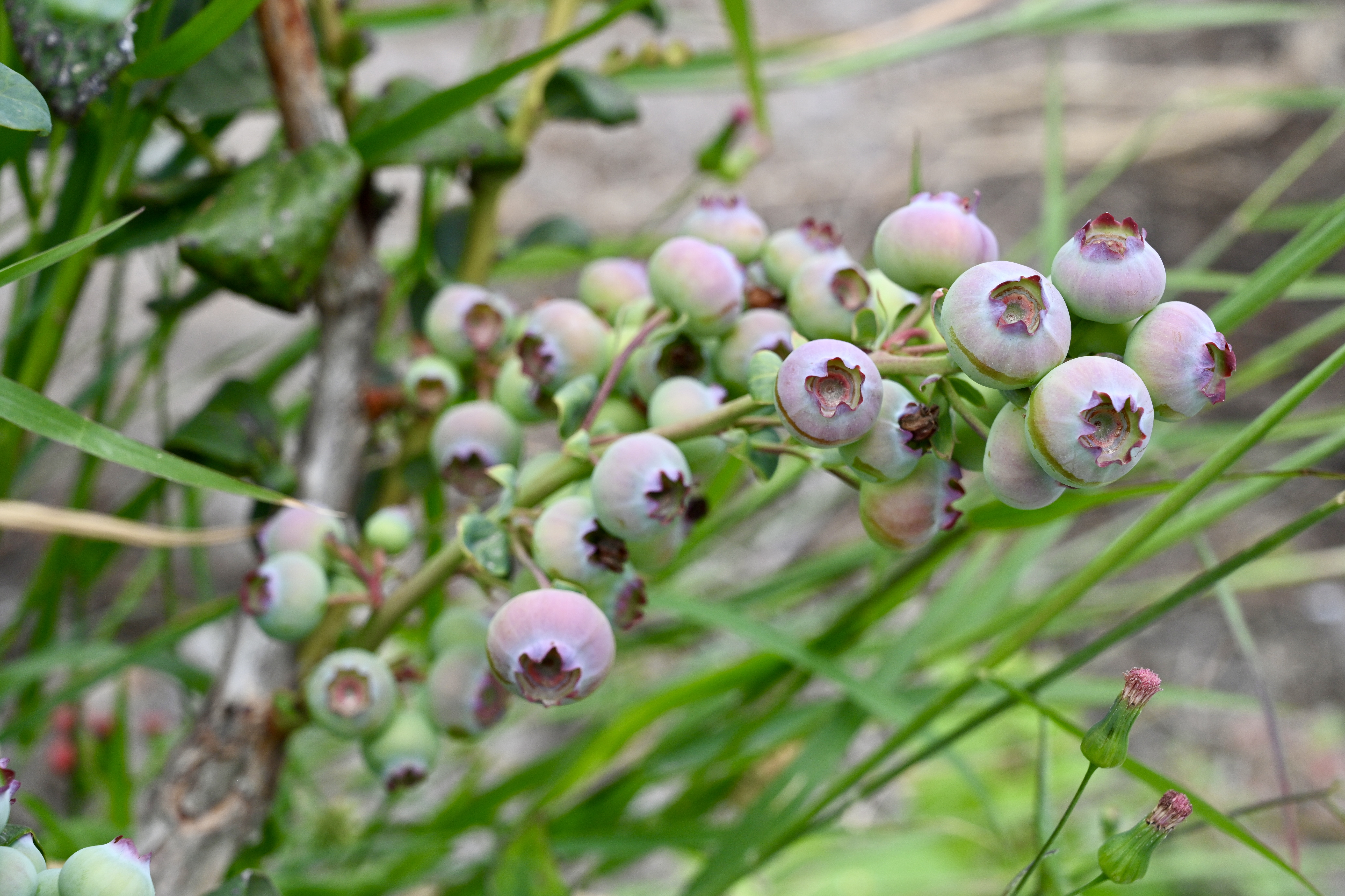 Morangos, amoras e cerejas na Chapada Diamantina
