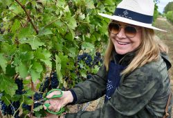 Vindima na Vinícola UVVA: Uma Experiência Inesquecível na Chapada Diamantina