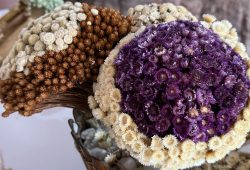 Chapada Diamantina: Conheça o Projeto Sempre-viva e a Cachoeira do Tiburtino em Mucugê