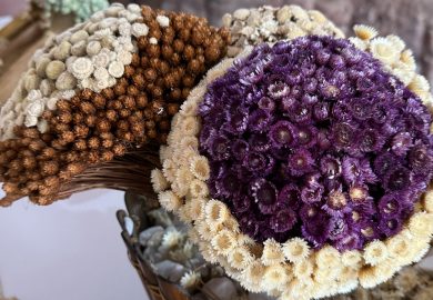 Chapada Diamantina: Conheça o Projeto Sempre-viva e a Cachoeira do Tiburtino em Mucugê