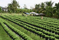 O delta do Rio Mekong