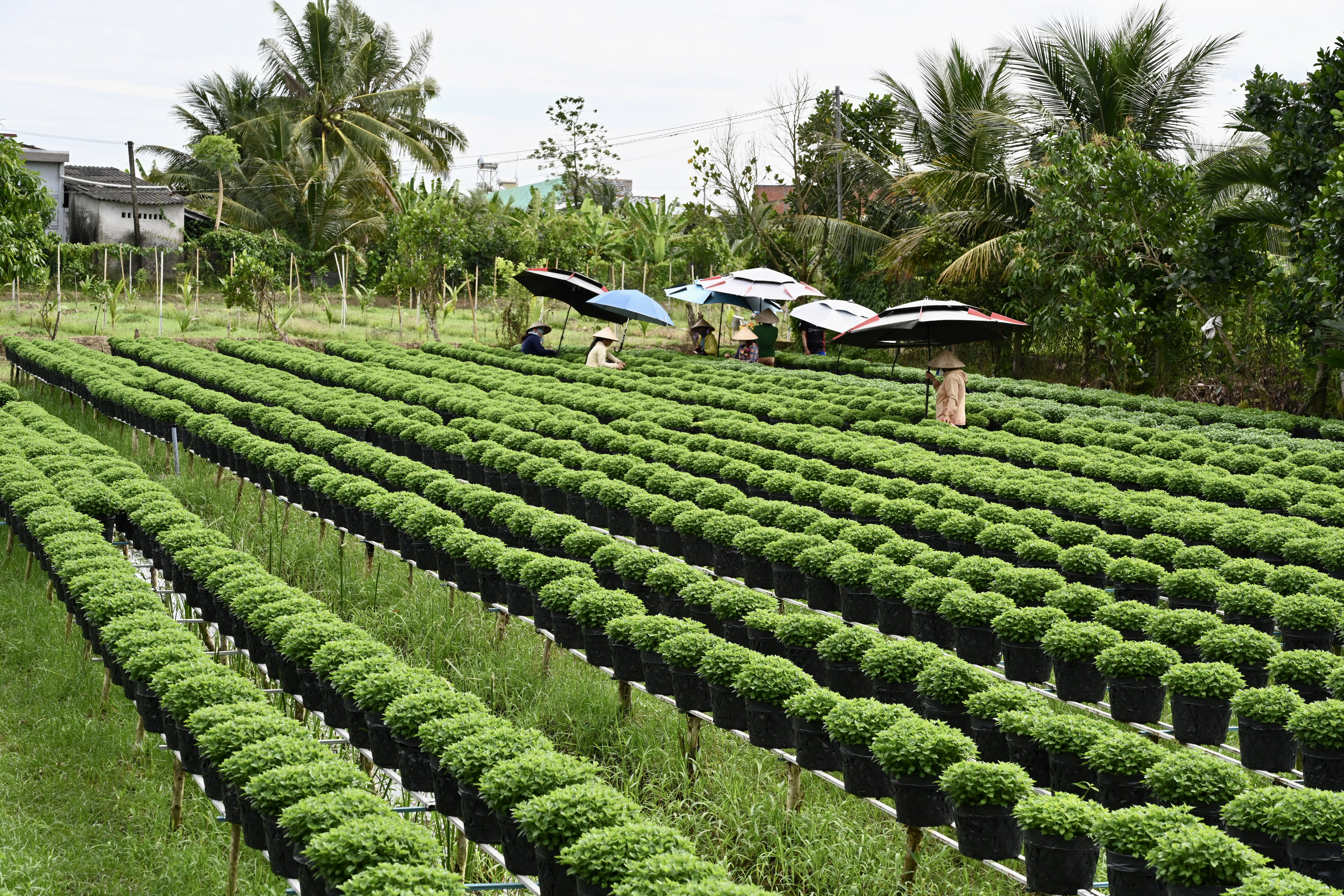 O delta do Rio Mekong